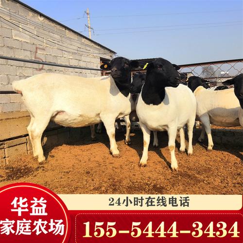 杜泊绵羊多少钱一只 养殖出售杜泊绵羊活体羊羔黑头杜泊母羊公羊