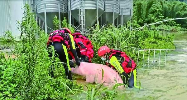 6月11日凌晨2时许,河池东兰县一养殖厂1万多头生猪被水围困,急需转移.