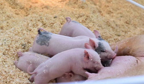 一猪难求 辽宁生猪存栏数创五年新低,部分地区三元猪当母猪配种